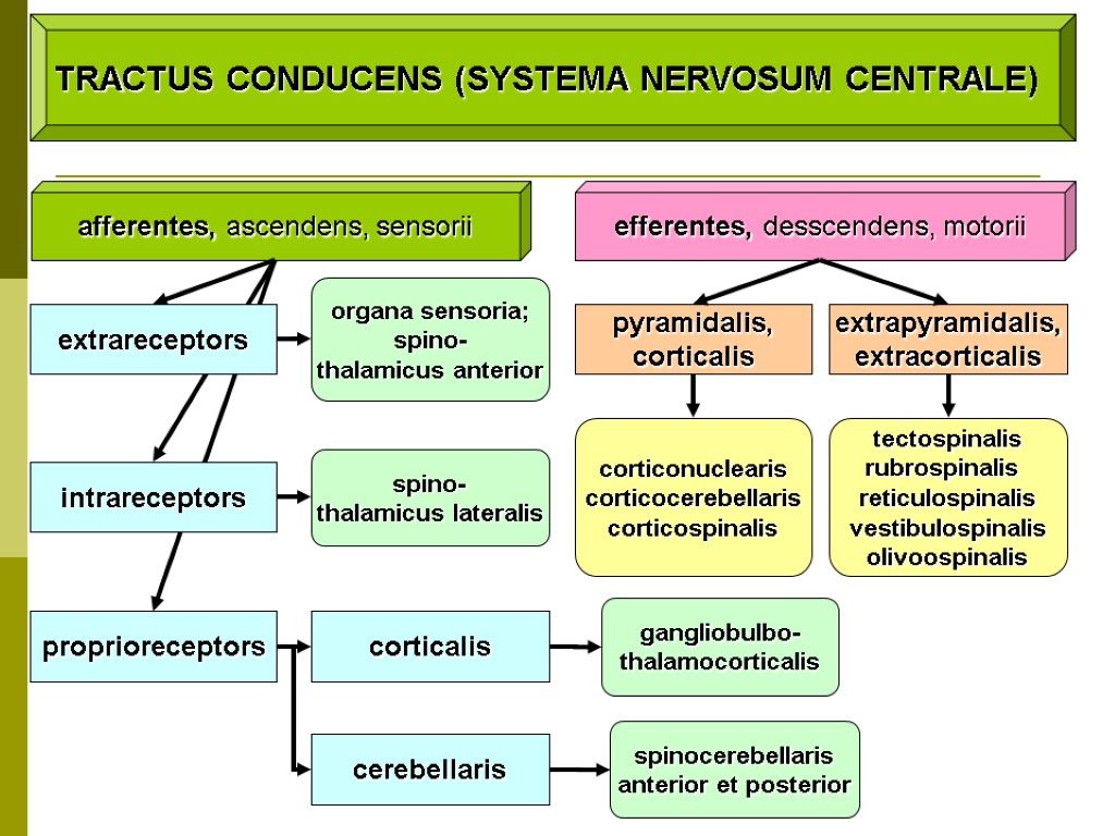 TRACTUS CONDUCENS (SYSTEMA NERVOSUM CENTRALE) afferentes, ascendens, sensorii efferentes, desscendens, motorii extrapyramidalis, extracorticalis pyramidalis,